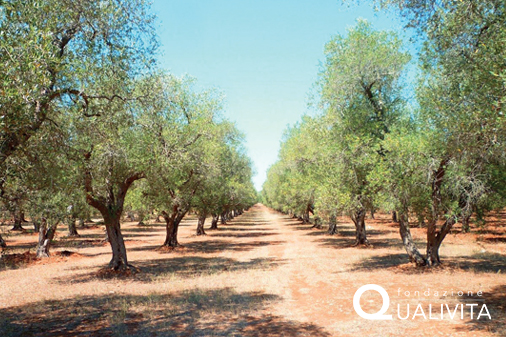 Colatura di Alici di Cetara DOP :: Qualigeo