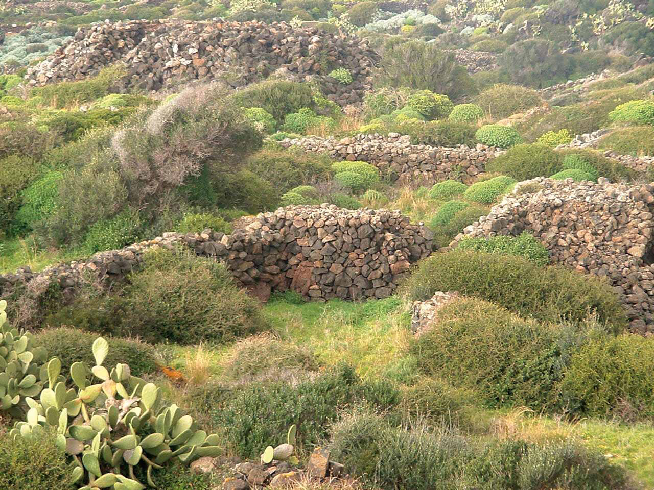 Cappero di Pantelleria IGP foto-10