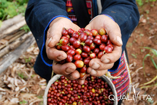 kafae-doi-tung-igp-Q