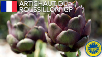 Artichaut du Roussillon IGP – Francia