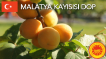 Malatya Kayısısı DOP - Turchia