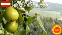 Pöllauer Hirschbirne DOP - Austria