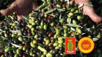 [Siena] Consorzio Terre di Siena DOP: un corso di Olivicoltura e Qualità dell’Olio