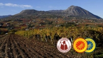 Sannio Wine Day: presentazione del nuovo sistema di tracciabilità del Benevento IGP