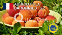 Abricot des Baronnies IGP - Francia