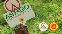 Asiago Green Edge: Asiago DOP scende in campo per il pianeta