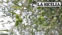 Riconosciuto il Consorzio del Monte Etna DOP - Olio EVO