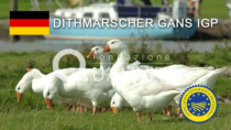 Dithmarscher Gans IGP - Germania