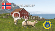 Lofotlam IGP - Norvegia