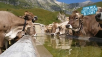 “Think Milk, Taste Europe, Be Smart” un’opportunità per conoscere i formaggi DOP di montagna