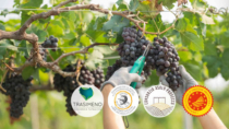 Tre Consorzi di tutela raccontano le prospettive della Vendemmia 2024