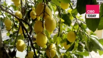 Il Limone Costa d’Amalfi IGP è in pericolo per una malattia. Ecco cosa sta succedendo