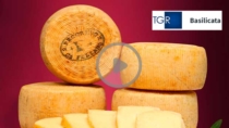 [VIDEO] Pecorino di Filiano DOP, produzione in lieve calo e ora si punta sulla formazione