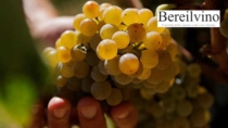 Consorzio del Vino Vernaccia di San Gimignano: vendemmia di buona qualità e le rese tornano nella media