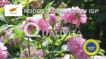 Rodostagma Agrou IGP - Cipro