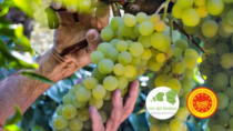 Consorzio Vini del Trentino: vendemmia 2024 con quantità ridotte, al centro qualità e sostenibilità