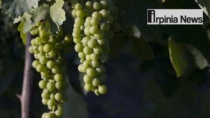 Irpinia Wine Days: occasione unica per celebrare le DOP del territorio