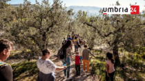 Frantoi Aperti in Umbria, successo per la 27° edizione