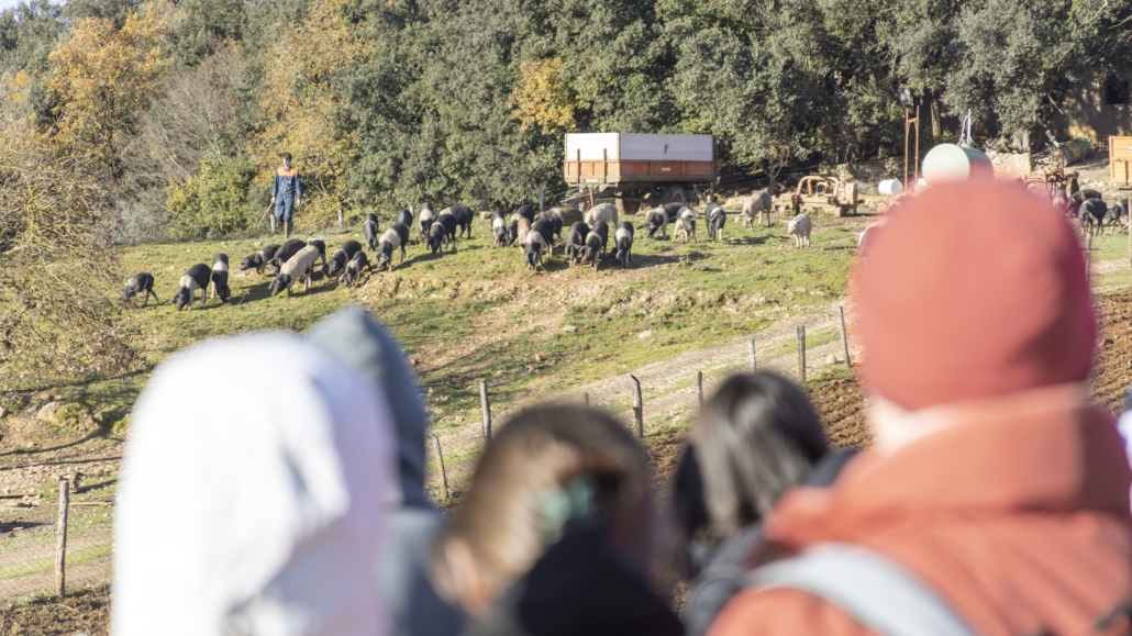 2024 - Sovicille, Festa della Cinta Senese DOP