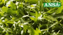 Rucola della Piana del Sele IGP, da scarto a risorsa: i risultati del progetto 100% Rucola