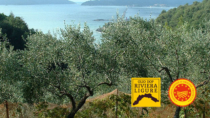 La Dop economy e l’olio Riviera Ligure DOP: la buona salute dell’eccellenza ligure