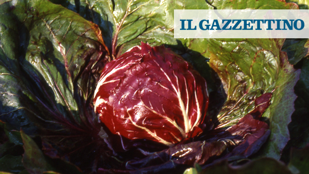 Radicchio di Chioggia