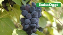 Il Consorzio di Tutela Vini DOC Sicilia a caccia di vitigni resilienti