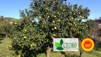 Consorzio Cedro di Calabria: l’importanza della DOP per il Bergamotto di Reggio Calabria