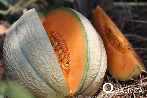 Melon de Cavaillon IGP